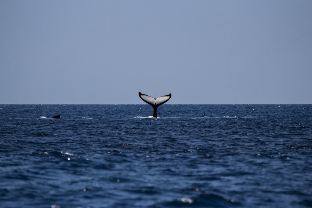océan des baleines